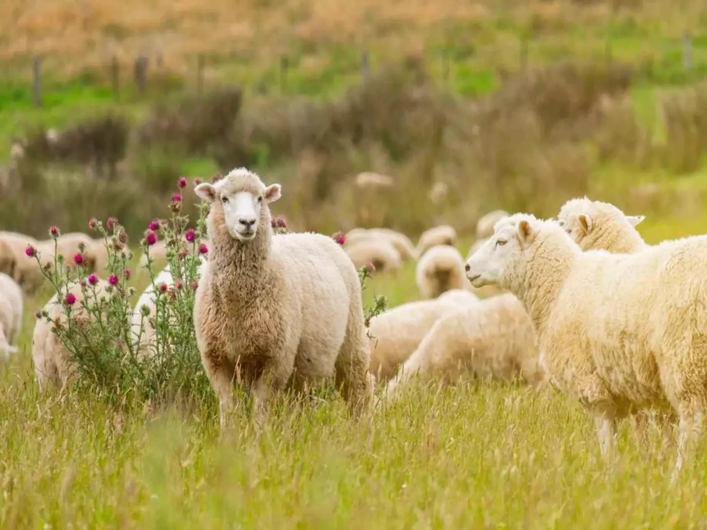 How sustainable is wool?