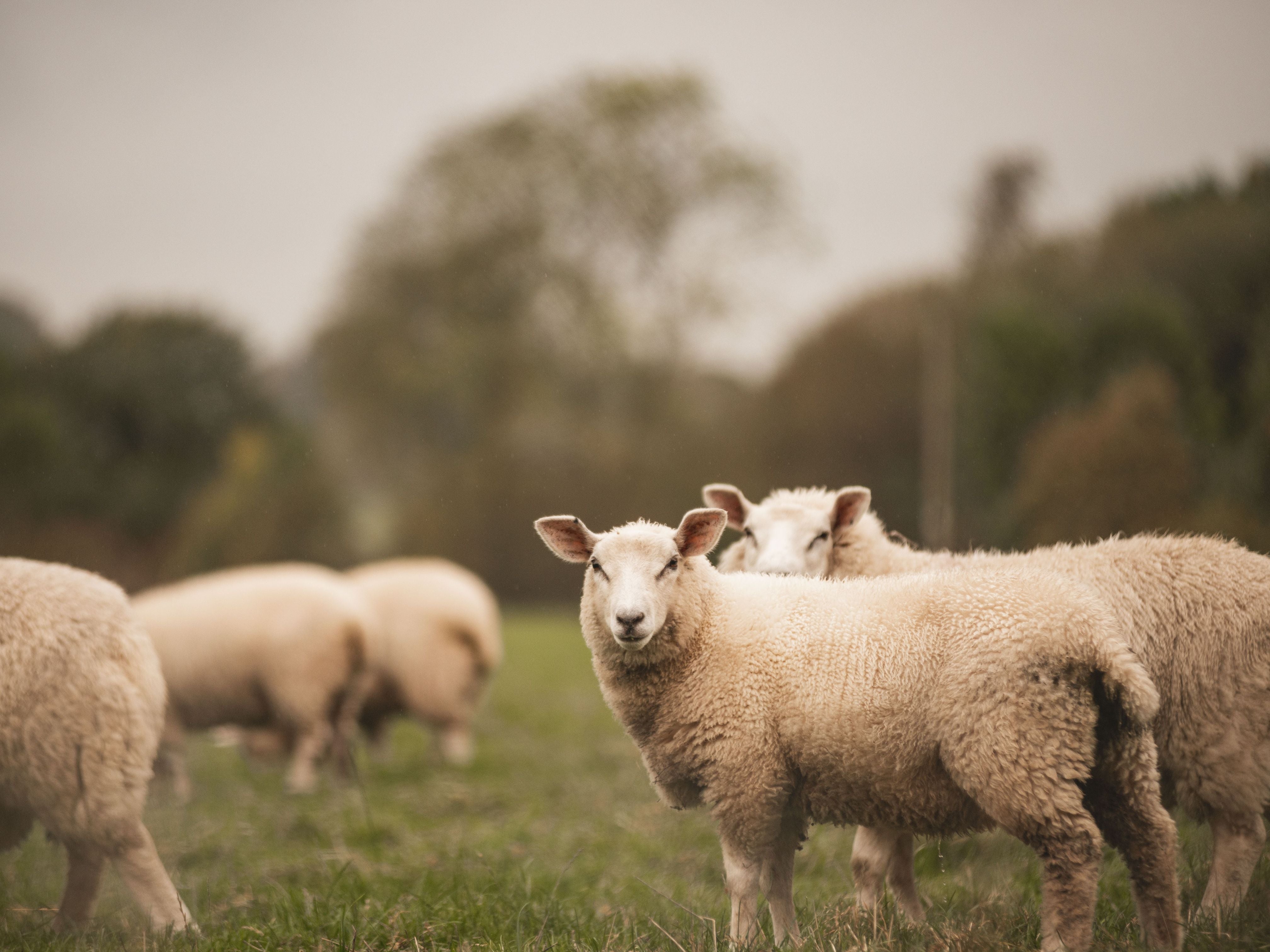 How sustainable is wool?
